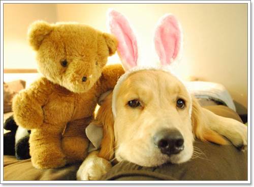 Dogilike.com :: ! Japan ҵٺ ͧ¢ѭ㨷š