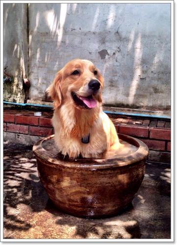 Dogilike.com :: ! Japan ҵٺ ͧ¢ѭ㨷š
