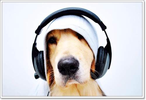 Dogilike.com :: ! Japan ҵٺ ͧ¢ѭ㨷š
