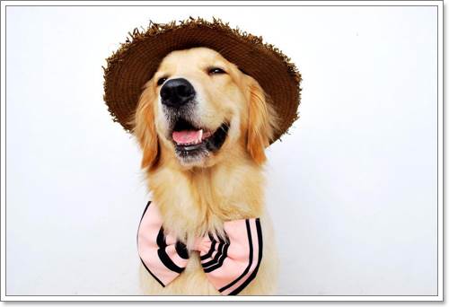 Dogilike.com :: ! Japan ҵٺ ͧ¢ѭ㨷š