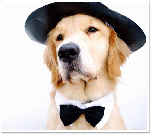 Dogilike.com :: ! Japan ҵٺ ͧ¢ѭ㨷š