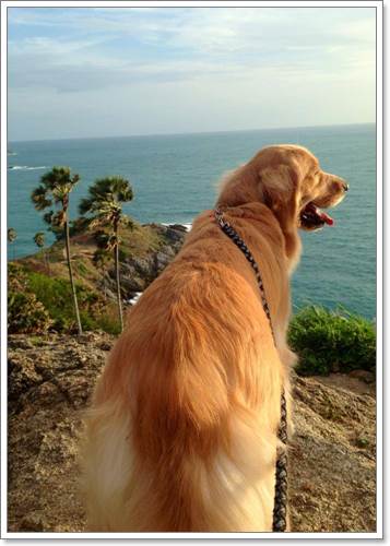 Dogilike.com :: ! Japan ҵٺ ͧ¢ѭ㨷š