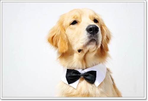 Dogilike.com :: ! Japan ҵٺ ͧ¢ѭ㨷š