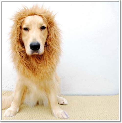 Dogilike.com :: ! Japan ҵٺ ͧ¢ѭ㨷š