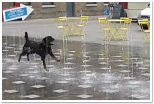 Dogilike.com :: Թҹա ! Իҵٺ蹪  ҧҹӾ