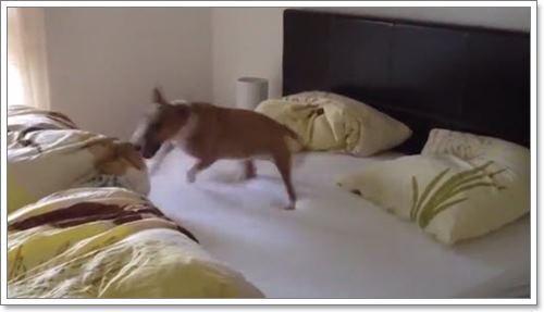 Dogilike.com :: ! ԻҵٺԿع§Ңͧ