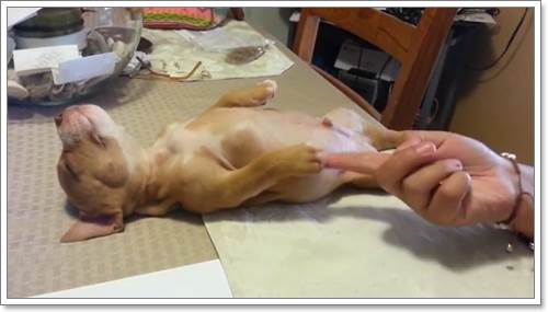 Dogilike.com :: Ѻ͵¨! شԻٺǨǹ͹ѺʹԷ