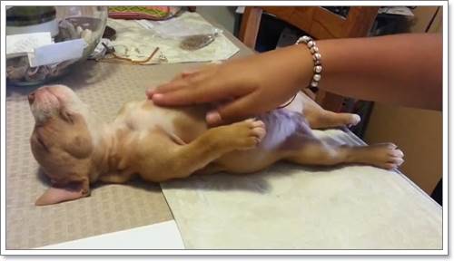 Dogilike.com :: Ѻ͵¨! شԻٺǨǹ͹ѺʹԷ