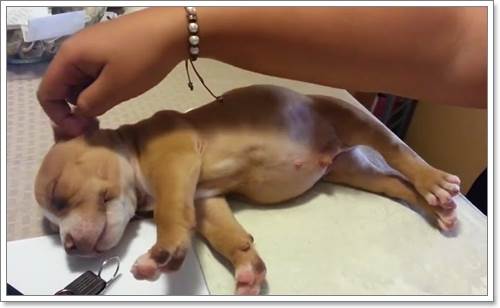 Dogilike.com :: Ѻ͵¨! شԻٺǨǹ͹ѺʹԷ