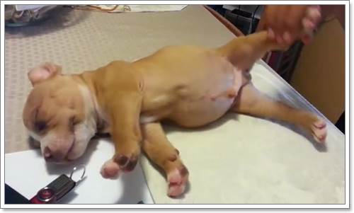 Dogilike.com :: Ѻ͵¨! شԻٺǨǹ͹ѺʹԷ