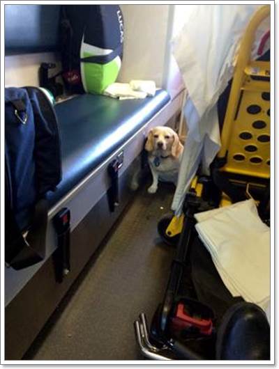 Dogilike.com :: شǧ! ūѵͺⴴöҺŵԴҢͧ