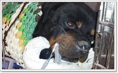 Dogilike.com :: شԴ! ͧժªԵعѢ ѧ١¹駨ҡö¹