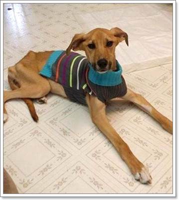 Dogilike.com :: ปาฏิหาริย์! คนเก็บขยะช่วยชีวิตลูกสุนัขผอมโซถูกทิ้ง