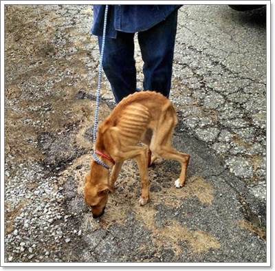 Dogilike.com :: ปาฏิหาริย์! คนเก็บขยะช่วยชีวิตลูกสุนัขผอมโซถูกทิ้ง