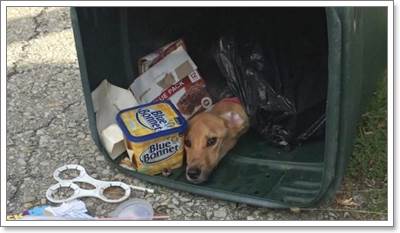 Dogilike.com :: ปาฏิหาริย์! คนเก็บขยะช่วยชีวิตลูกสุนัขผอมโซถูกทิ้ง