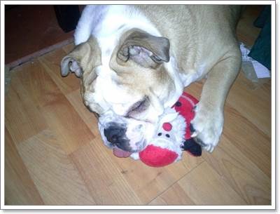 Dogilike.com :: 17 ҾعѢش  ش㹺ҡѹʵ