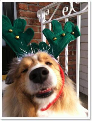 Dogilike.com :: 17 ҾعѢش  ش㹺ҡѹʵ