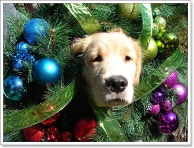 Dogilike.com :: 17 ҾعѢش  ش㹺ҡѹʵ