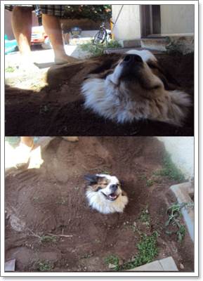 Dogilike.com :: 17 ҾعѢش  ش㹺ҡѹʵ