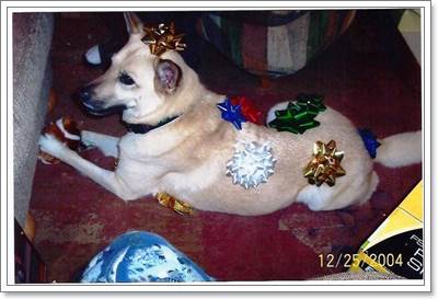 Dogilike.com :: 17 ҾعѢش  ش㹺ҡѹʵ