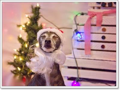 Dogilike.com :: 17 ҾعѢش  ش㹺ҡѹʵ