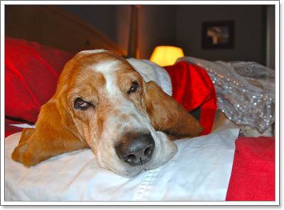 Dogilike.com :: 17 ҾعѢش  ش㹺ҡѹʵ