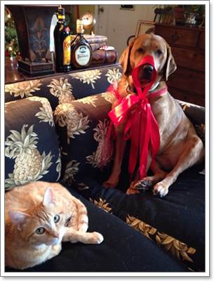 Dogilike.com :: 17 ҾعѢش  ش㹺ҡѹʵ