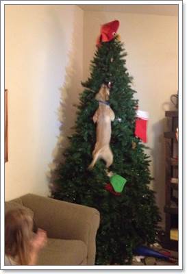 Dogilike.com :: 17 ҾعѢش  ش㹺ҡѹʵ