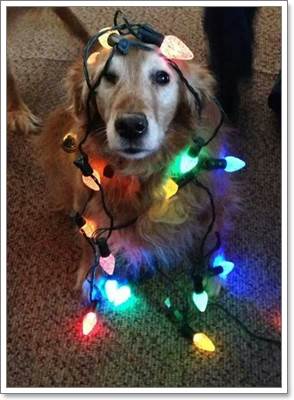 Dogilike.com :: 17 ҾعѢش  ش㹺ҡѹʵ