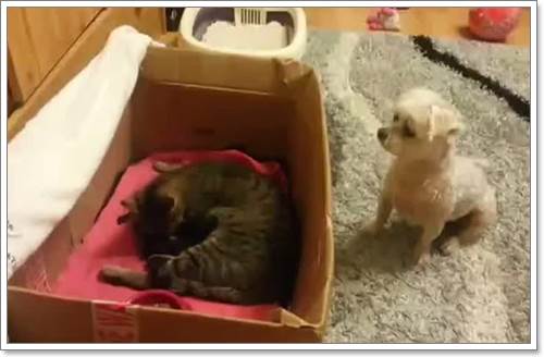 Dogilike.com :: ʹ˹! Իѡҵٺͺ١  áԴ