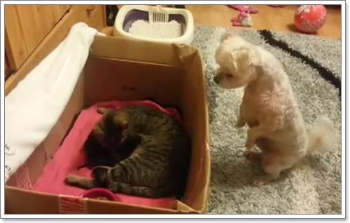 Dogilike.com :: ʹ˹! Իѡҵٺͺ١  áԴ