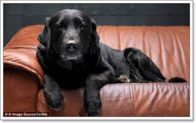 น่าตกใจ! สื่อนอกเผย สุนัขที่มีขนสีดำมักถูกการุณยฆาตมากที่สุด | Dogilike.Com