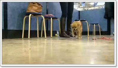 Dogilike.com :: ʹ! ˭ԧ㨴ժعѢ١駺ҧǹѰ