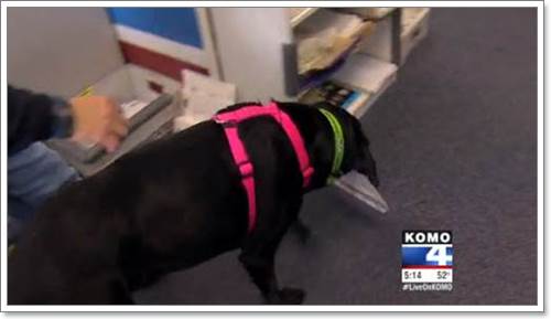 Dogilike.com :: ʹ! عѢҺʹ˹ҷɳѺ¨ҡ١