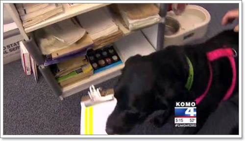 Dogilike.com :: ʹ! عѢҺʹ˹ҷɳѺ¨ҡ١