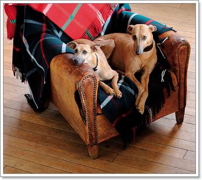 Dogilike.com :: ҷ! SmartDog Ѿ෤ͧáѺعѢ