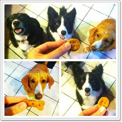 Dogilike.com :: 蹪! ˹ٹ 10  ͺ¹ԹعѢٹѡԧ