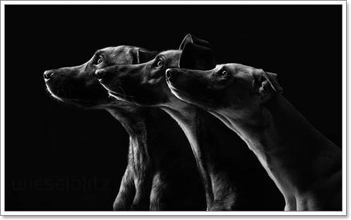 Dogilike.com :: Ңͧ 30 ҾعѢҧ餹ѡѵ!