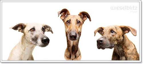 Dogilike.com :: Ңͧ 30 ҾعѢҧ餹ѡѵ!