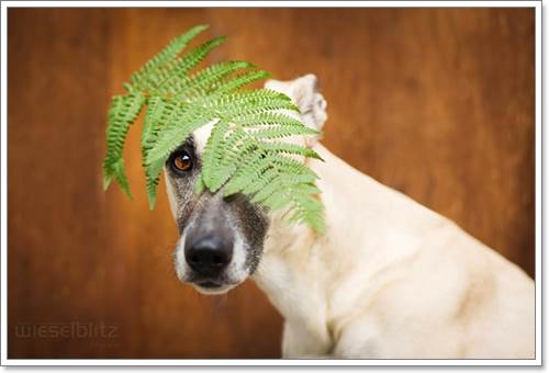 Dogilike.com :: Ңͧ 30 ҾعѢҧ餹ѡѵ!