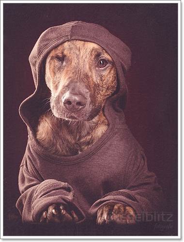 Dogilike.com :: Ңͧ 30 ҾعѢҧ餹ѡѵ!