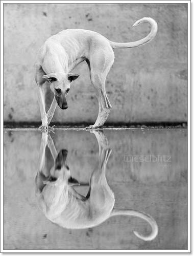 Dogilike.com :: Ңͧ 30 ҾعѢҧ餹ѡѵ!
