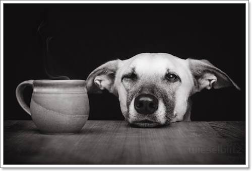Dogilike.com :: Ңͧ 30 ҾعѢҧ餹ѡѵ!