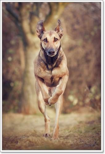 Dogilike.com :: Ңͧ 30 ҾعѢҧ餹ѡѵ!