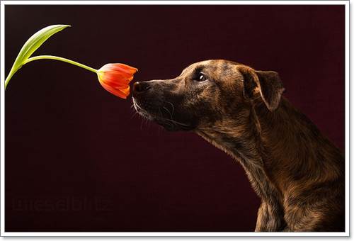 Dogilike.com :: Ңͧ 30 ҾعѢҧ餹ѡѵ!