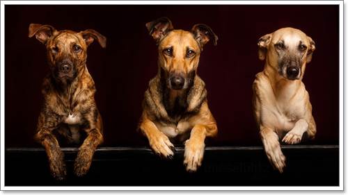 Dogilike.com :: Ңͧ 30 ҾعѢҧ餹ѡѵ!