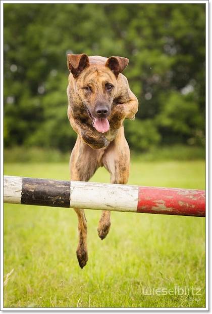 Dogilike.com :: Ңͧ 30 ҾعѢҧ餹ѡѵ!