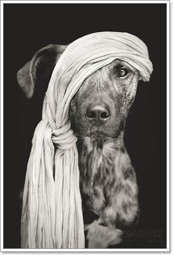 Dogilike.com :: Ңͧ 30 ҾعѢҧ餹ѡѵ!