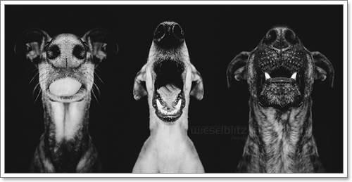 Dogilike.com :: Ңͧ 30 ҾعѢҧ餹ѡѵ!