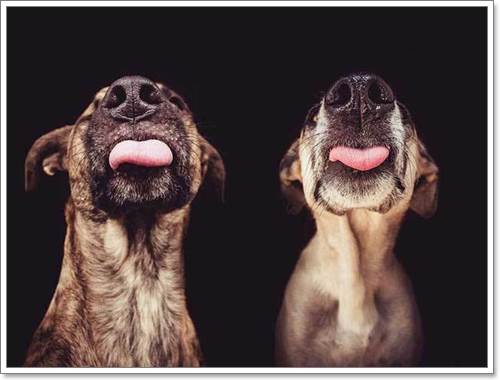 Dogilike.com :: Ңͧ 30 ҾعѢҧ餹ѡѵ!